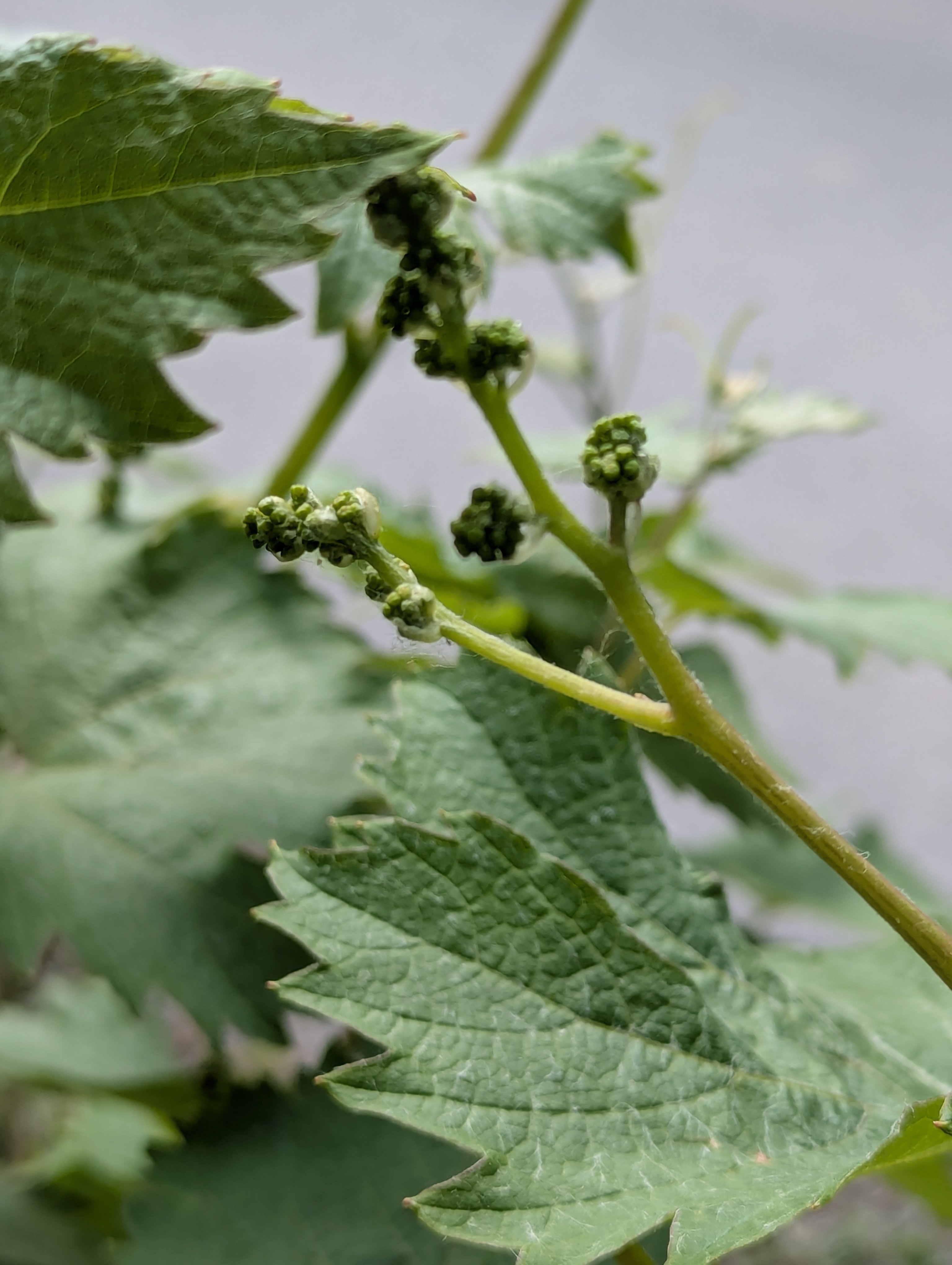 Birthday Trip to Canada, Country Vines Winery, Richmond, British Columbia